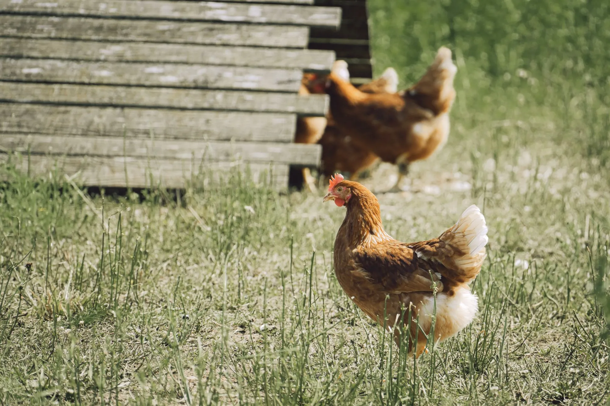 Gallines en llibertat