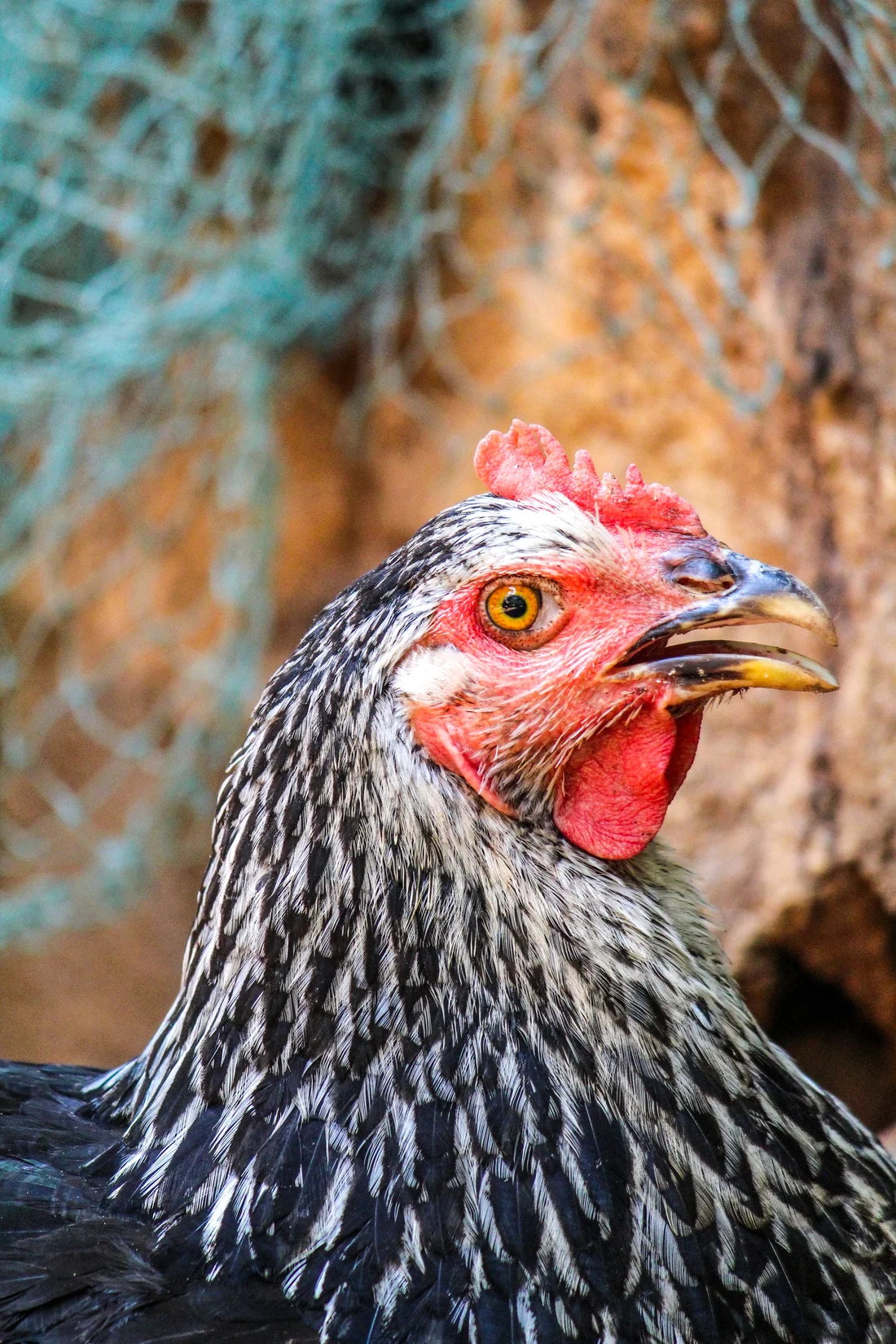 Gallina de pagès